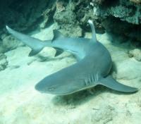 White-Tipped Reef Shark